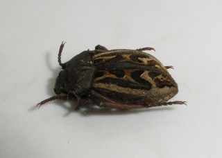 Tenebrionidae,  Pilobalia Decorata (rare Species From Altiplano)