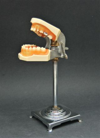 Vintage Columbia Dentoform Typodont 761 762 Silver Filling Tooth Chrome Display