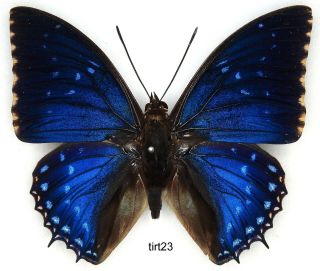Butterfly - 1 X Mounted Male Charaxes Tiridates Tiridatinus (good A1 -)