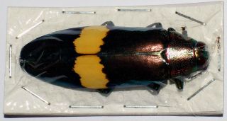 Chrysochroa Saundersi 50mm (buprestidae)