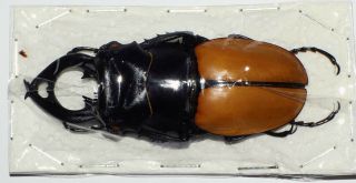 Odontolabis Mouhotii Elegans Male 66mm (lucanidae)