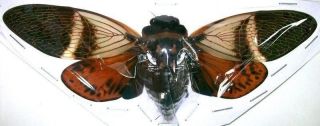 Angamiana Floridula Cicada Spread Taxidermy Real Insect