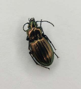 Carabidae,  Drypta,  Dendrocellus,  Scalidion,  Lebiini,  Epomis,  Chongqing,  China
