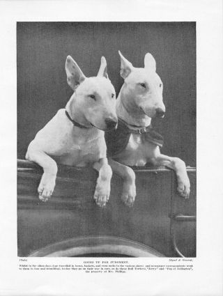 1934 Dog Print / Bookplate - Bull Terrier,  Dogs In Car On Way To The Show