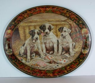Ca1901 Tin Lithograph Advertising Serving Tray Puppies Chewing Playing Cards