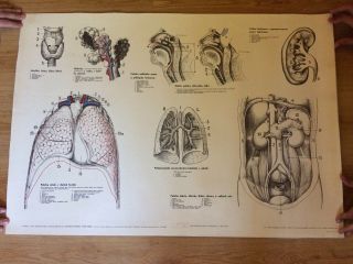 Vintage Medical Pull Down School Chart Of Breathing,  Abdominal Cavity