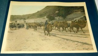 1924 Kalgan Pass Mongolian Camel Train Mongolia Hand Colored Photo
