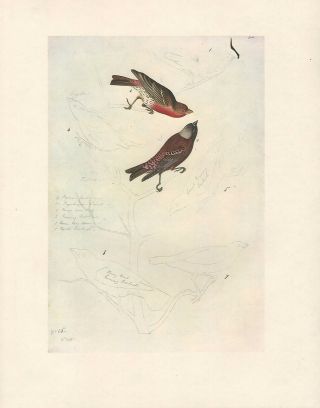 Vintage John James Audubon Bird Print House & Gray Crowned Rosy Finch