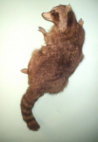 Vintage Wall - Mount Taxidermy Stuffed Racoon Hangs On The Wall