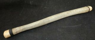 Ancient Fossilized Walrus Baculum Oosik With Eskimo Carved Ends.  11 3/4 "