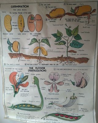 Vintage Teaching Aids Double Sided School Poster Poster Plants Beans & More