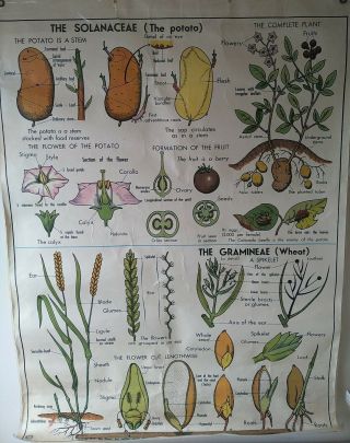 Vintage Teaching Aids Double Sided School Poster Poster Buttercups Carrot Plants