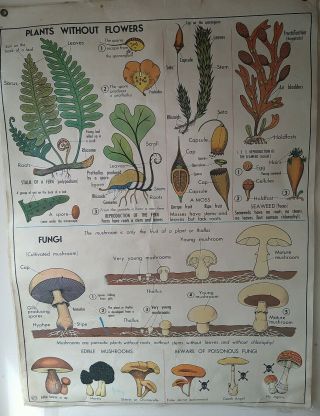 Vintage Teaching Aids Double Sided School Poster Poster Plants Fungi & More