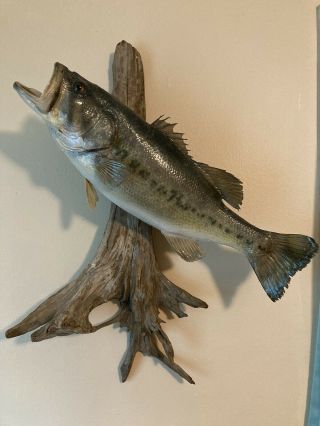 Vintage Largemouth Bass Authentic Taxidermy Wall Mount - 21” Real Skin Mount
