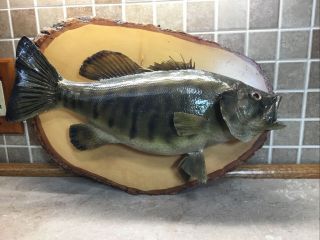 Vintage Large Mouth Bass Taxidermy Real Skin Fish Mount On Wood 16” Long