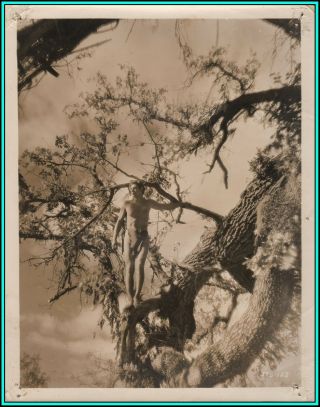 Johnny Weissmuller In " Tarzan The Ape Man " - Vintage Photo - 1932