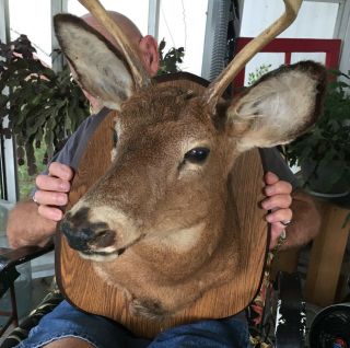 Vintage Four Point Buck Whitetail Deer Taxidermy Mount