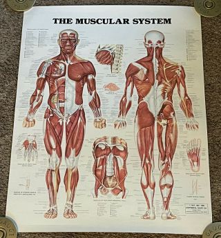 Vintage 1986 The Muscular System Anatomy Poster,  Rolled,  20x26