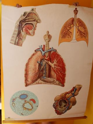 Vintage Medical Pull Down School Chart Of Lung