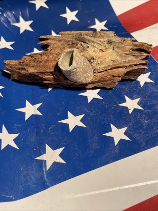 Dug Civil War Bullet In Wood