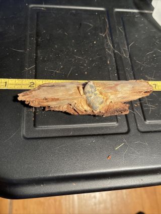 Dug Civil War Sharps Bullet In Wood