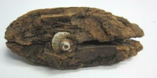 Civil War Kentucky Bullet In Wood Bark Display Authentic Dug Perryville Relic