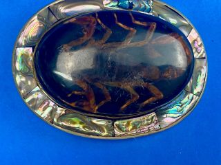 Large Vintage Belt Buckle W/ Real Scorpion & Abalone Sea Shell To Repair