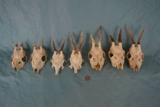 Set Of 7 Vintage Roe Deer Skulls With Antlers