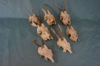 Set of 7 Vintage Roe Deer Skulls with Antlers 2