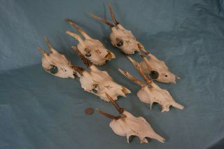 Set of 7 Vintage Roe Deer Skulls with Antlers 3