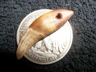 Big Drilled Canine Tooth Pendant Trade Bead Color