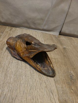 Vintage Rare Oddity Fish Head Mount.  Skull Taxidermy 3