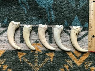 5 Large Resin Bear Claws Unfinished For Crafts