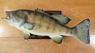 Vintage 1976 18 Inch Perch Walleye Taxidermy Fish Mounted