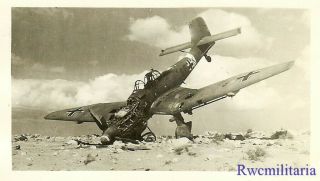 Org.  Photo: Shot Down Luftwaffe Ju - 87 Stuka Bomber (s7,  K?) ; North Africa