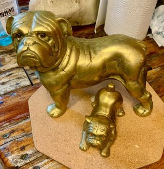 Great Brass British Bulldog - With Smaller One Great Eyes On Both Of Them
