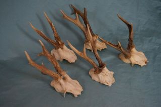 Set Of 5 Vintage Roe Deer Skulls With Strong Antlers