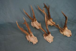 Set of 5 Vintage Roe Deer Skulls with Strong Antlers 2