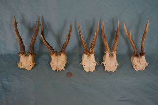 Set of 5 Vintage Roe Deer Skulls with Strong Antlers 3