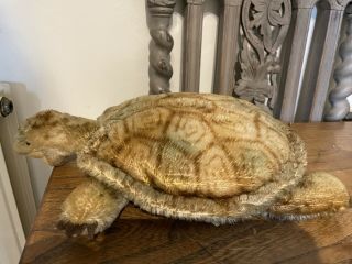 Vintage Steif Tortoise/turtle 1950 - 60 