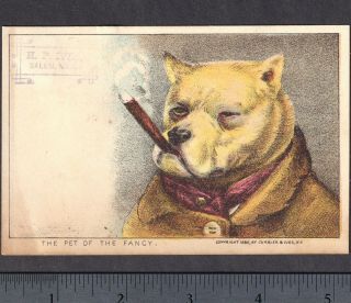 Currier & Ives 1880 Hp Ives Salem Ma Pet Of The Fancy Dog Cigar Comic Trade Card