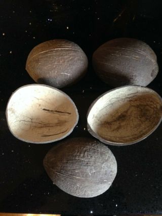 5 Coconut Shells For Cups And Ball Routine