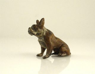 Old 1900 Franz Bergmann Vienna Sitting Bully Bulldog Bronze Cold Painted Dog