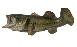 Vintage Largemouth Bass Taxidermy Fish Skin Mounted 20 Inches