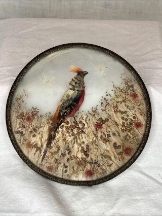 Vtg Pressed Dried Flower Feather Rare Pheasant Bird Wall Art Framed Glass 6 "