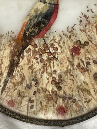Vtg Pressed Dried Flower Feather Rare Pheasant Bird Wall Art Framed Glass 6 