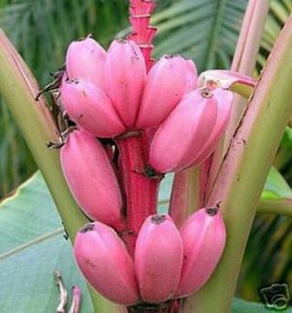 Exotisches Saatgut Geschenkidee Samen Für Dekorative Zimmerpflanze Rosa - Banane