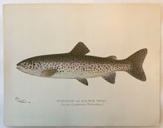 C1900 Denton Steelhead - Salmon Trout Fish Print,  Old,  Lithograph,  Antique