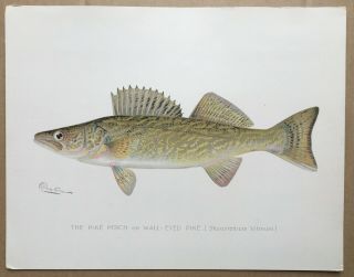 1903 Circa Denton Pike Perch,  Wall - Eyed Fish Print,  Old,  Litho,  Walleye,  Eye