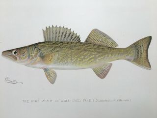 1903 circa Denton Pike Perch,  Wall - Eyed Fish Print,  Old,  Litho,  Walleye,  Eye 2